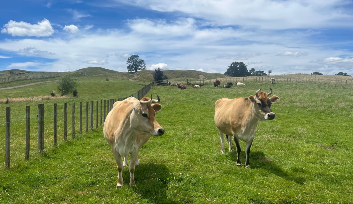 Meet Lucy and Stormy, two lovely American Jersey
cows who were rescued from a flooded property during
Cyclone Gabrielle, and are now rehomed with us